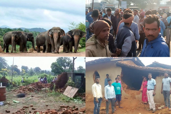 More than 100 elephants have entered settlements in 12 districts of Jharkhand, people on the streets More than 100 elephants have entered settlements in 12 districts of Jharkhand, people on the streets