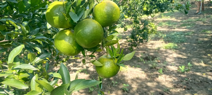 Bangladesh increased import duty on oranges, import duty doubled in two years, exporter CNF is not getting LC