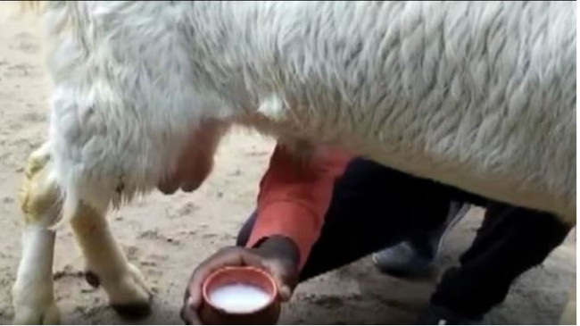मध्य प्रदेश के इस शहर में बकरे दे रहे दूध, जानिए क्या है पूरा मामला 