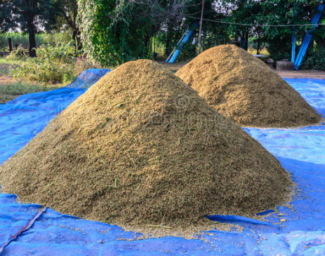 Marketing Federations 100 paddy procurement centers got approval Marketing Federations 100 paddy procurement centers got approval