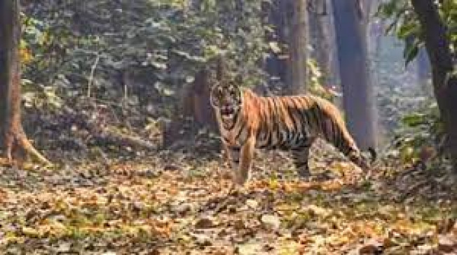 जंगल से सटे गांवों के आस-पास घूम रहे 2 से ज्यादा बाघ