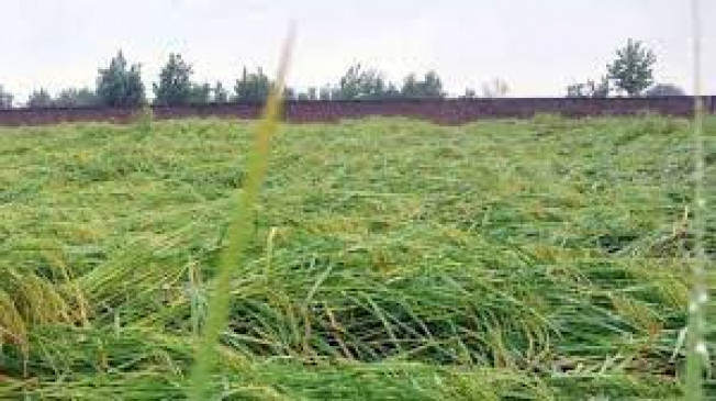 Chandrapur : More than 50 paise for Kharif crops in 1367 villages