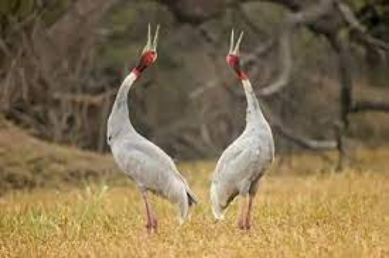 Rare cranes are becoming extinct - need to be saved - Couple dies due to electrocution!