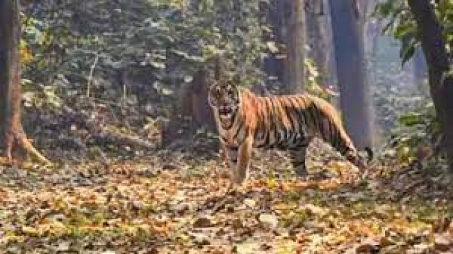The tiger sitting in an ambush attacked the farmer, died
