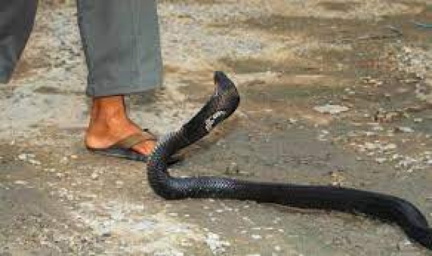 Woman dies due to bite of poisonous creature Woman dies due to bite of poisonous creature