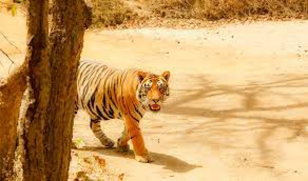 400 employees did not come to work for two days due to fear of tiger