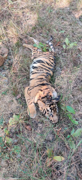 Death of two tigers in Tadoba, fear of death in mutual encounter