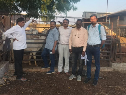Research on Lampi started in Gadgebaba Gaurakshan