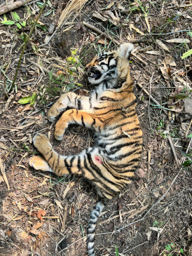 Stir in the death of six tigers in Tadoba in a week