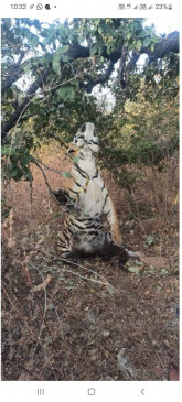 Suspected death due to hanging of tiger, fear of hunting