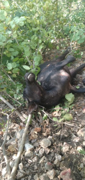 Tiger terror in the forest of Siddhpur, hunted buffalo for the second consecutive day Tiger terror in the forest of Siddhpur, hunted buffalo for the second consecutive day