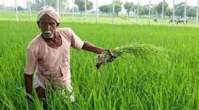 48 thousand farmers selling paddy are waiting for 315 crore fund