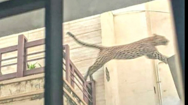 The number of leopards around Jaipur has more than tripled, increasing the risk of conflict
