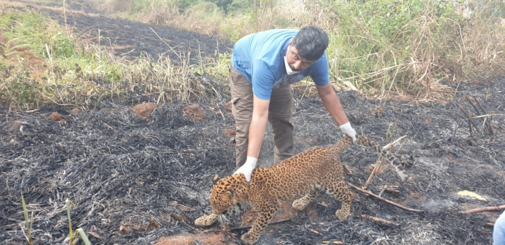 Tigers and leopards behind most of 105 deaths due to wild animals in Maharashtra