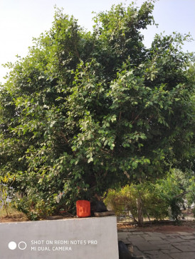 Amazing is the banyan tree located in Sutikshan Muni Ashram