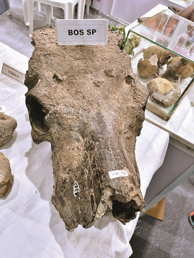 Ancient remains still relevant, know what is the special thing