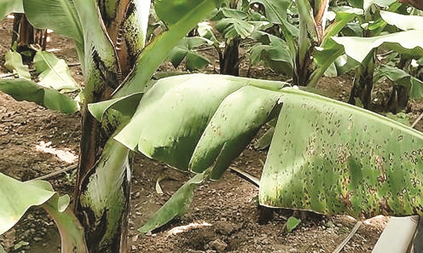 Banana producer farmers of Telhara tehsil in worry