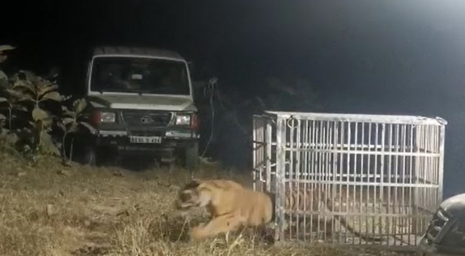 Caged tigress released from chilli field into the forest