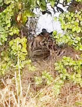 Free roaming in the fields, after the tigress, now the terror of the tiger