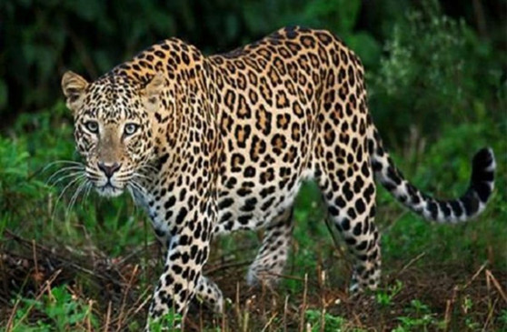 Leopard seen near cremation ground of Pohra village