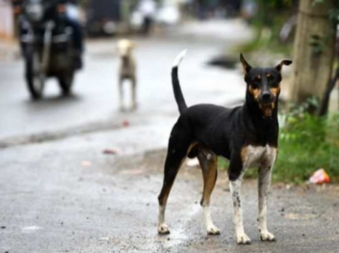 Man fined for filing FIR against man who accidentally crushed dog