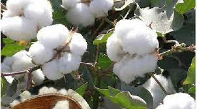 Now farmers will be able to sell cotton directly in the international market