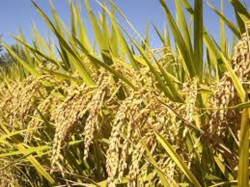 Paddy can be sold at government centers only till 31st