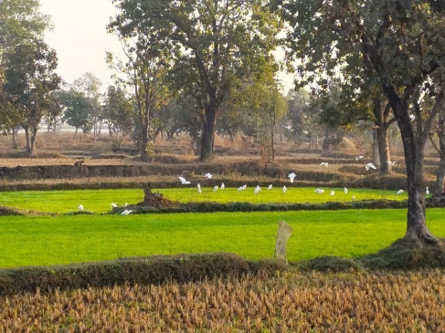 Paddy nursery grew in the fields, yellow gold will grow in 70 thousand hectares