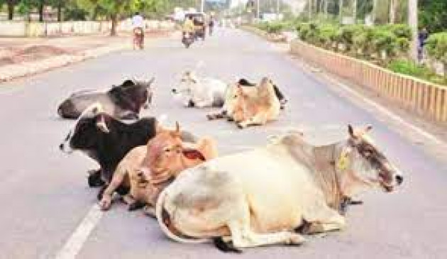 Provision of punishment for those who bring cattle on the roads