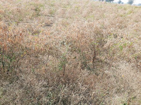 Severe cold, outbreak of diseases on crops due to fog, farmers worried