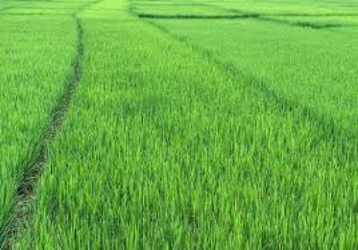 Terror of thieves in Murtijapur tehsil, farmer upset due to theft of agricultural material