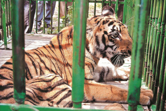 Tiger died in Gorewada, was rescued from Chandrapur