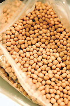 Till now soybean is lying in the house of the farmers, waiting for the price to rise