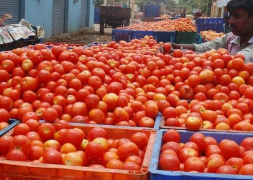 Tomato prices reduced due to bumper arrivals, farmers despair, cold storage and other products