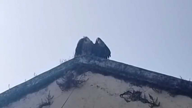 Vulture injured in kite string