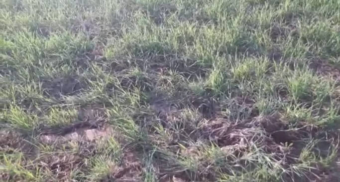 wild boar destroying the crops of farmers