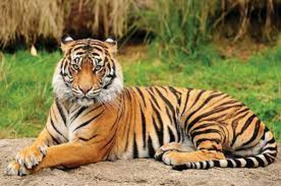 Woman who went to bring wood for the stove became a victim of a tiger