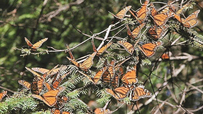 125 species of butterflies in the Pench project, the area will be scanned