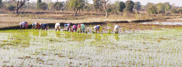 25 percent sowing of summer paddy completed from Itiyadoh project