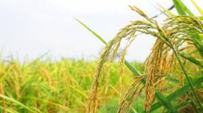 Additional provision of 1 thousand crores to give incentive amount to paddy growers
