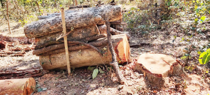 Ax on thousands of trees in Chicholi reserve forest