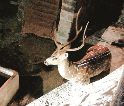 Crowd gathered to see the deer that entered the village