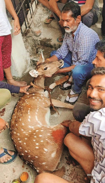 Deer saved from the clutches of dogs