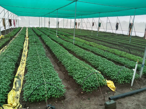 Earned a profit of 3 lakh by selling 4.5 lakh plants