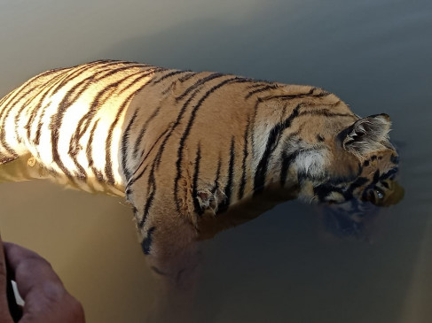Every month one tiger and leopard die in Vidarbha Every month one tiger and leopard die in Vidarbha