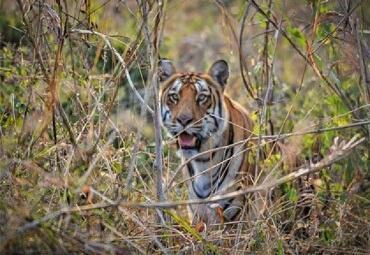 Golden Jubilee Festival of Melghat Tiger Project postponed Golden Jubilee Festival of Melghat Tiger Project postponed