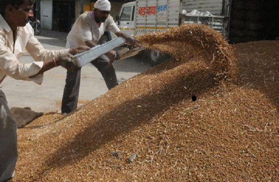 Government procurement of gram will start soon