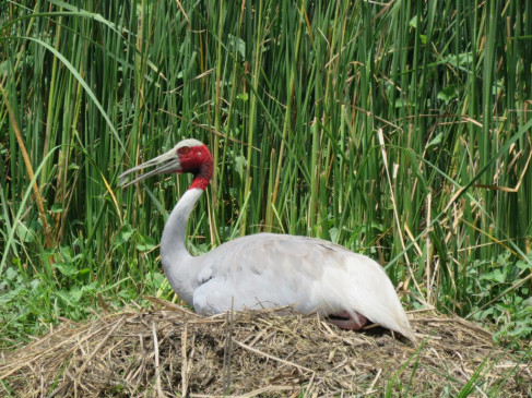 Initiative to save the endangered bird stork is paying off