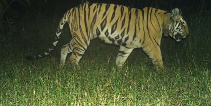 Management negligence exposed on death of tigress T-1, founder of tiger restoration