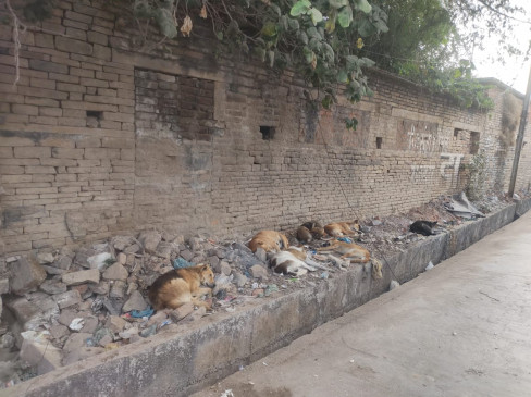 People troubled by stray dogs in the city
